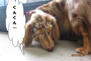 くんくんミニチュアダックス