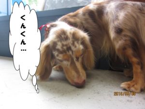 くんくんミニチュアダックス