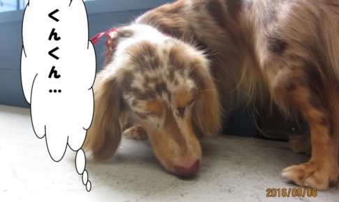 くんくんミニチュアダックス