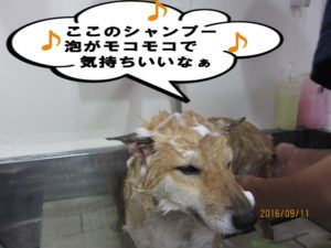 シャンプー中柴犬