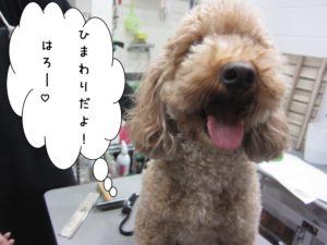 カット前トイプードル