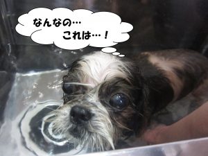 スパ中シーズー