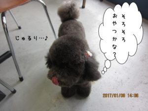 施術後トイプードル