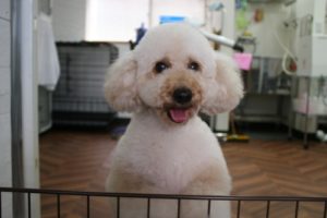 施術後トイプードル