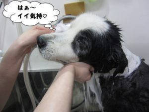 シャンプー中コリー