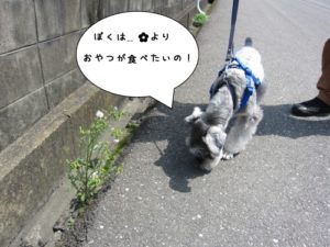 お散歩中Mシュナ