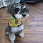 おすましMシュナ