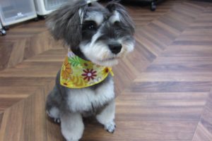 おすましMシュナ