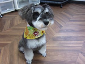 おすましMシュナ