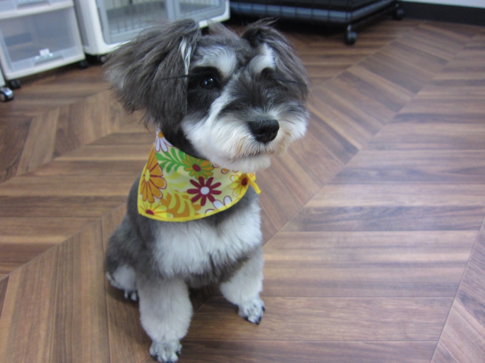 おすましMシュナ