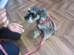 預かり中Mシュナ