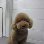 おすましトイプードル