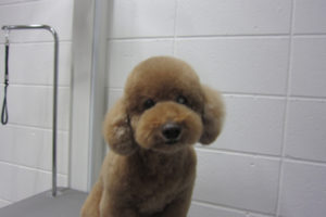 おすましトイプードル