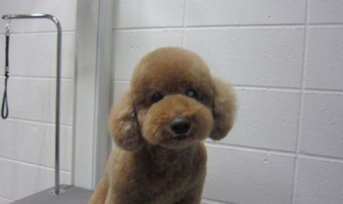 おすましトイプードル