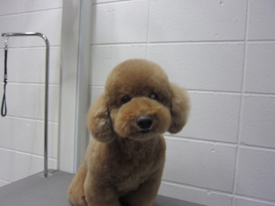 おすましトイプードル