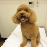 笑顔トイプードル