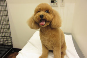 笑顔トイプードル