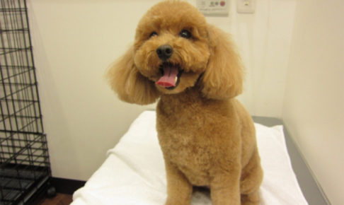 笑顔トイプードル