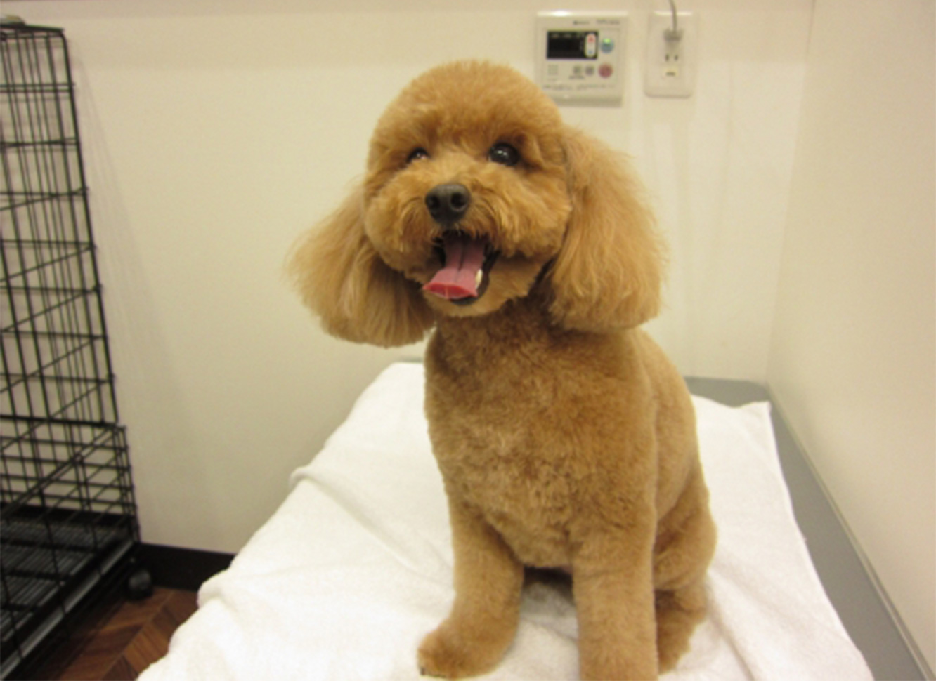 笑顔トイプードル