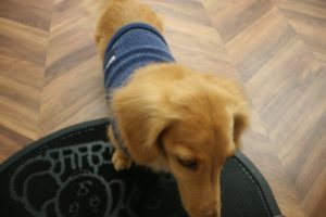 つやつやミニチュアダックス