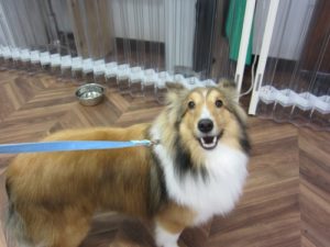 施術後シェルティー