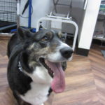 施術後コーギー