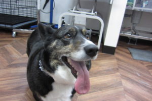 施術後コーギー