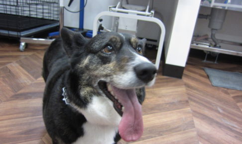 施術後コーギー