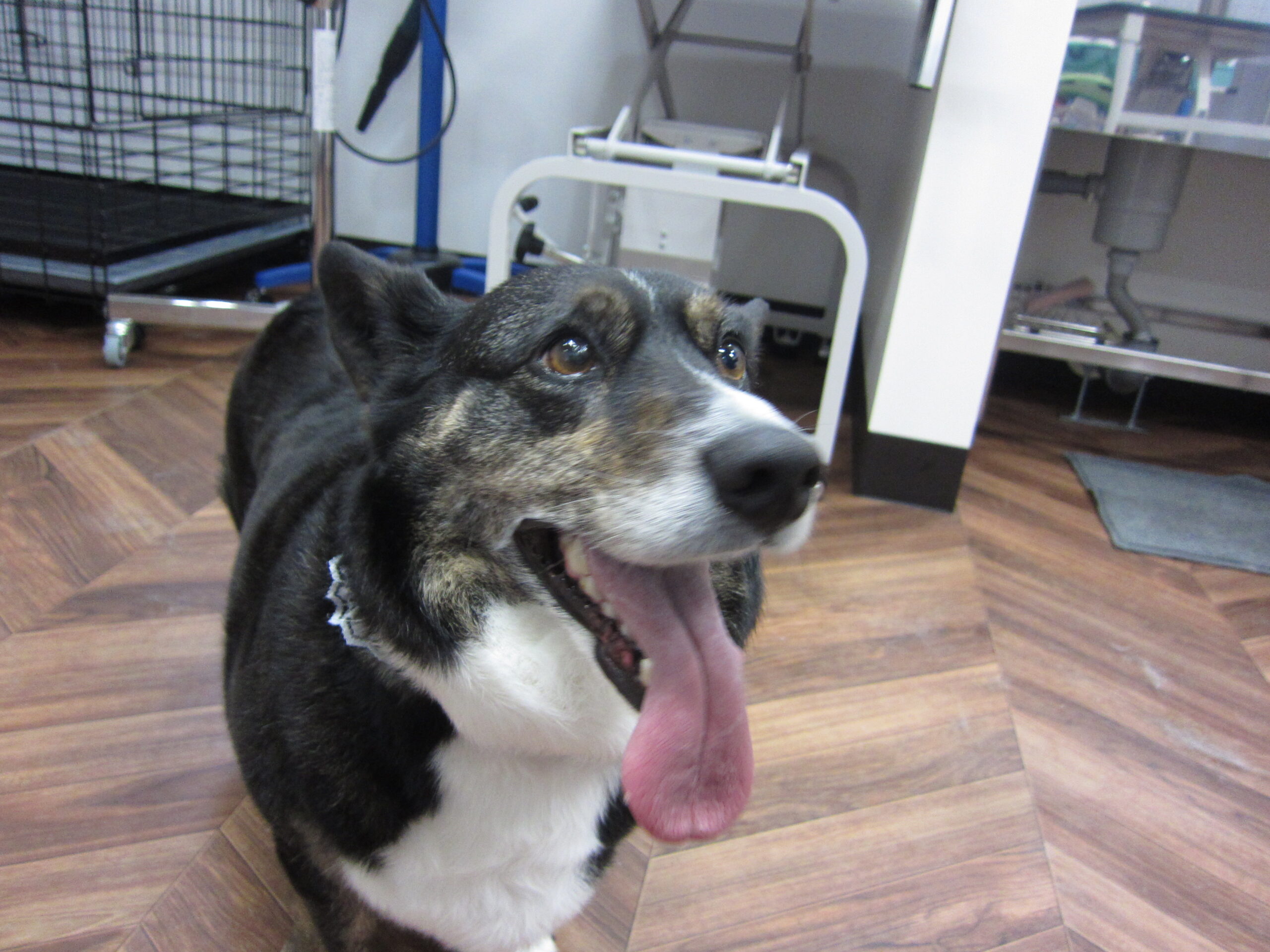 施術後コーギー