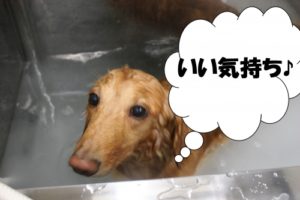 スパ中ミニチュアダックス