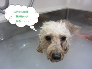 スパ中トイプードル