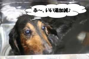 スパ中ミニチュアダックス