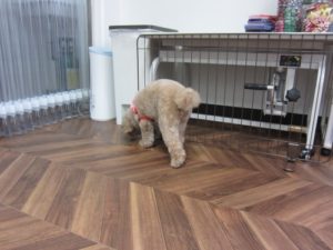 施術後トイプードル