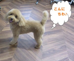 施術後トイプードル