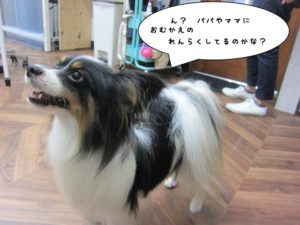 上向きパピヨン