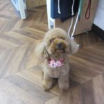 おすましおすわりトイプードル