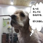 遠い目コッカー