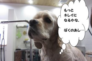 遠い目コッカー