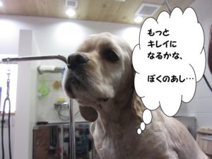 遠い目コッカー