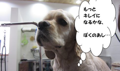 遠い目コッカー