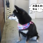 横顔柴犬