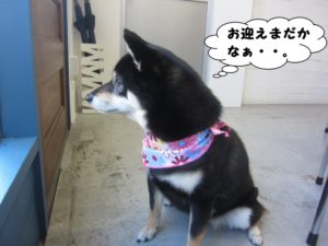 横顔柴犬