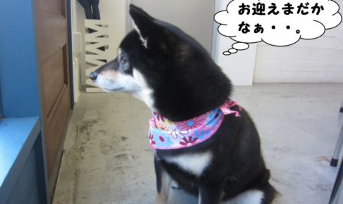 横顔柴犬