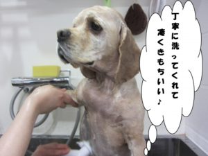 シャンプー中コッカー