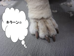 カット後コッカー