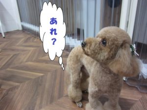 施術後トイプードル