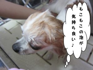 シャンプー中チワワ