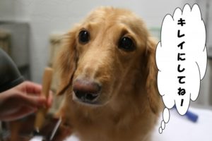 施術前ミニチュアダックス