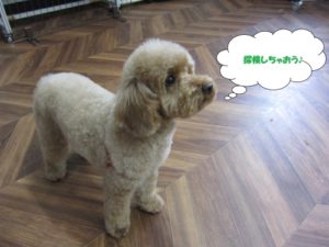 施術後トイプードル