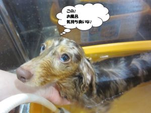スパ中ミニチュアダックス